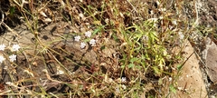 Pimpinella
