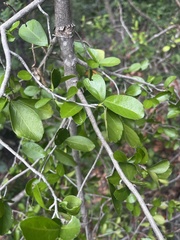 Suregada africana