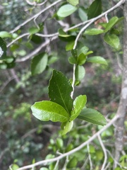 Suregada africana