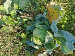 Alternaria brassicae