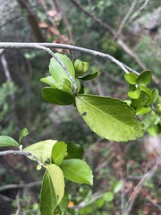 Suregada africana