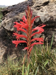 Watsonia gladioloides