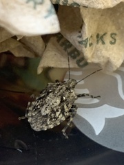 Brochymena chelonoides