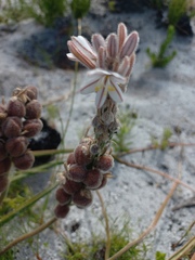 Trachyandra hirsutiflora