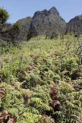 Pteridium aquilinum capense