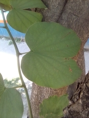 Bauhinia variegata