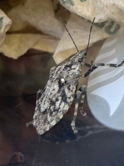 Brochymena chelonoides