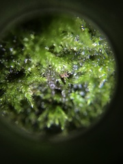 Linopenthaleus irki