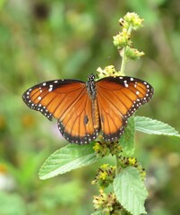 Danaus eresimus