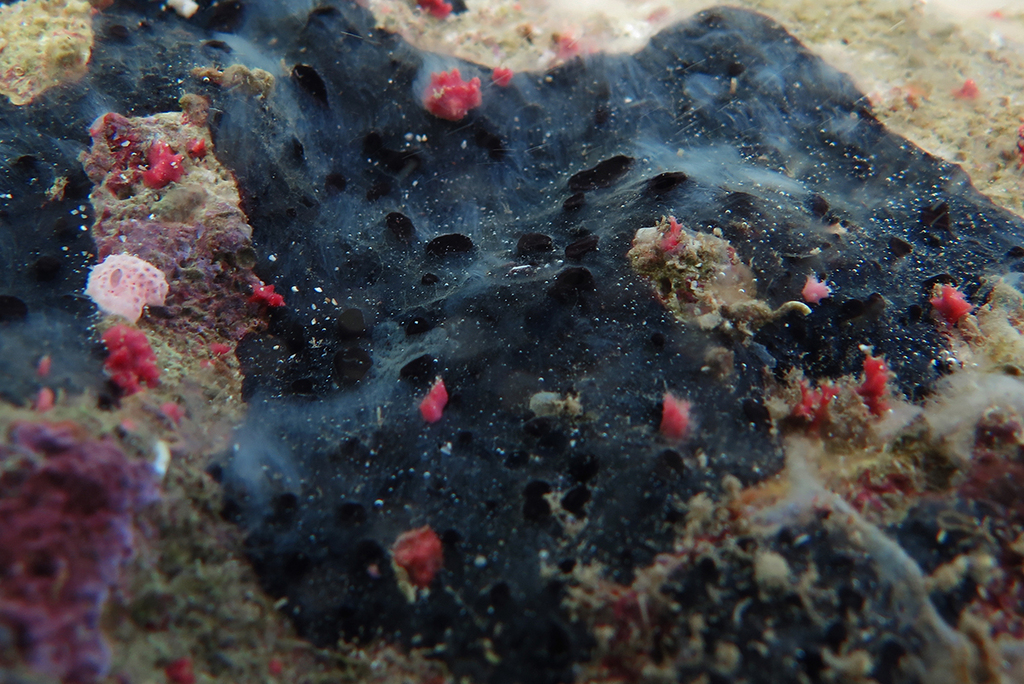 purple-staining sponge