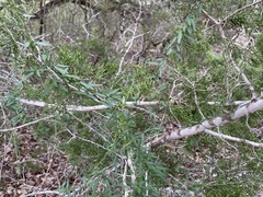 Metastelma barbigerum