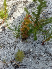 Disa pygmaea