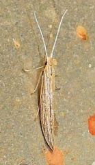 Scythrididae