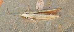 Scythrididae
