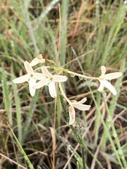 Pelargonium peltatum
