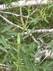 Metastelma barbigerum