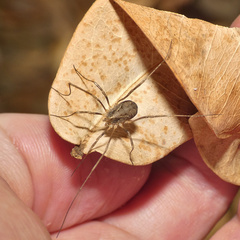 Opiliones
