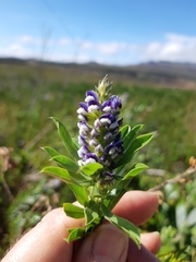 Psoralea bracteolata