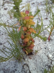 Disa pygmaea