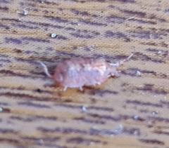 Androniscus dentiger