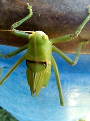 Stilpnochlora azteca