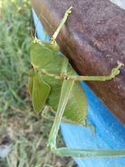 Stilpnochlora azteca