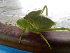 Stilpnochlora azteca