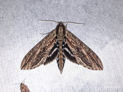 Lintneria merops