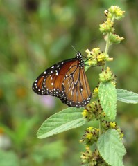 Danaus eresimus