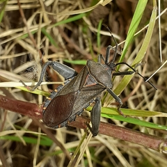 Pachylis argentinus