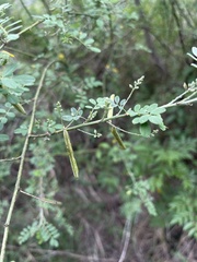 Indigofera lupatana