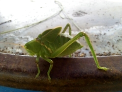Stilpnochlora azteca