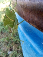 Stilpnochlora azteca