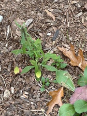 Botryosphaeria dothidea