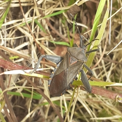 Pachylis argentinus