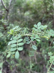 Indigofera lupatana