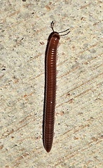 Parajulidae