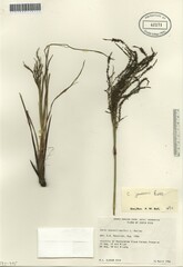 Fecundae
