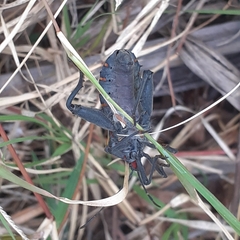 Pachylis argentinus