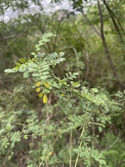 Indigofera lupatana