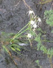 Hymenocallis littoralis