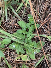 Richardia brasiliensis