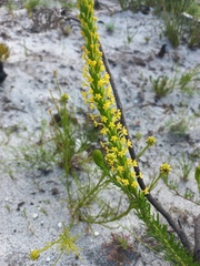 Microdon dubius
