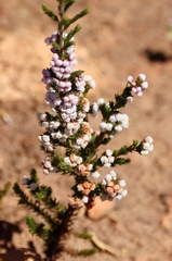 Erica mauritanica