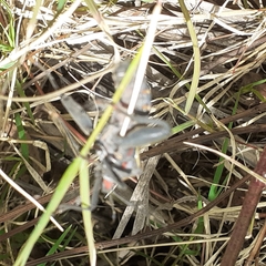 Pachylis argentinus
