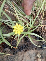 Cyperus sphaerocephalus