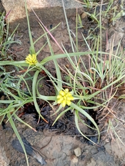 Cyperus sphaerocephalus