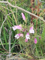 Lamourouxia dasyantha