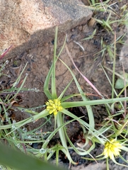 Cyperus sphaerocephalus