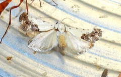 Ponometia phecolisca